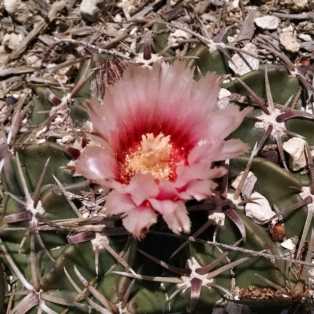 cactus 3.jpg