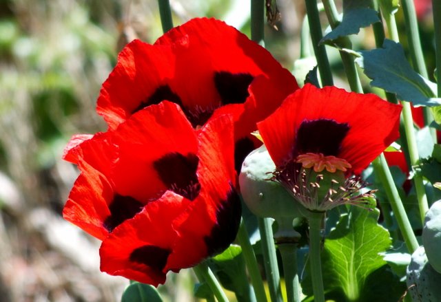 CT0210RedPoppies190701.jpg