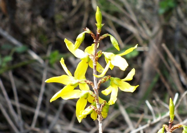 CT0128Forsythia190116.jpg