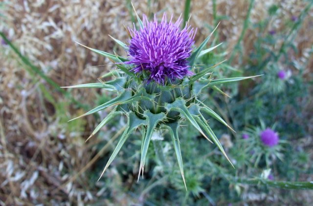 CT0178Thistle190505.jpg