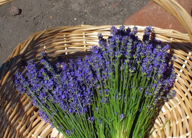 CT0052LavenderBasket180930.jpg