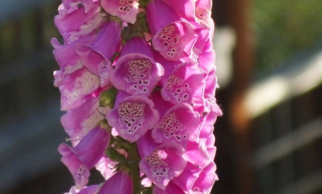 CT0138FoxGlove190217.jpg