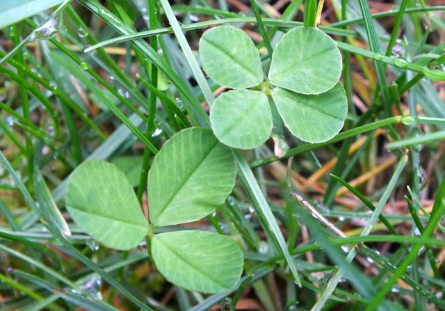 CT00564LeafClover181004.jpg