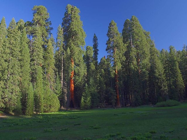 sequoiatrees3743_960_720.jpg