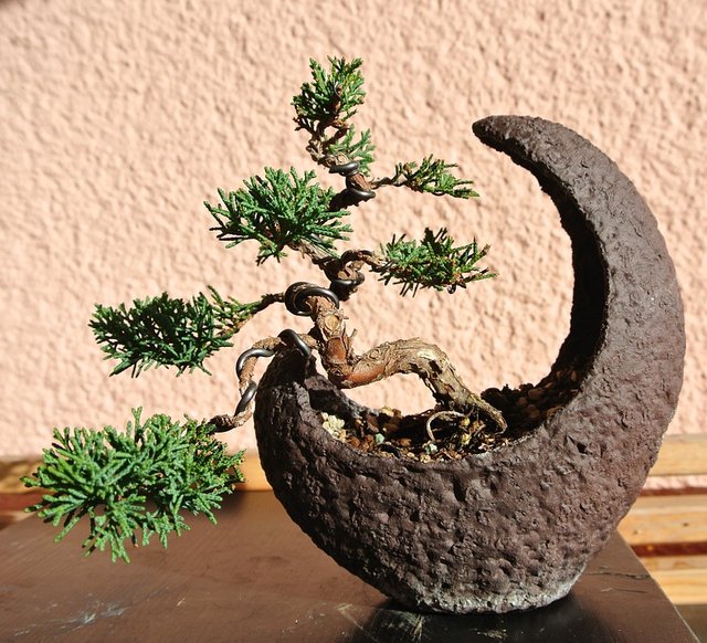 bonsai1183558_960_720.jpg