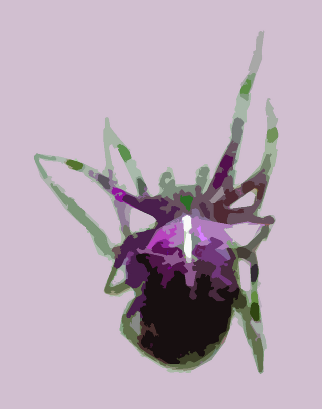 spider3.png