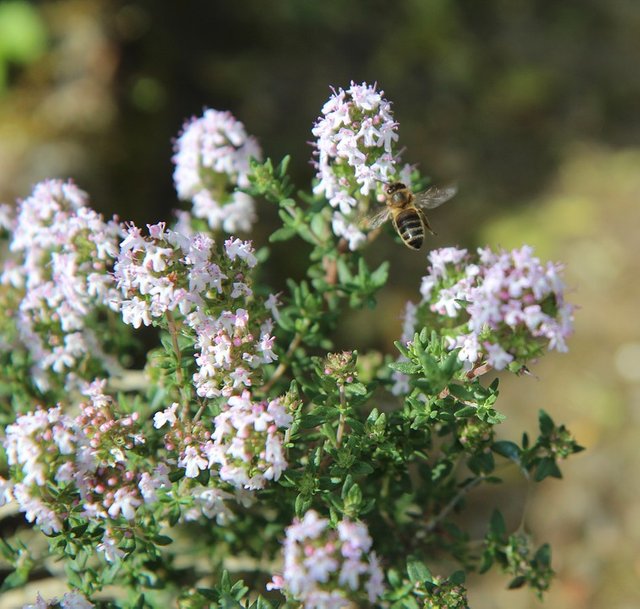 thyme3392886_960_720.jpg