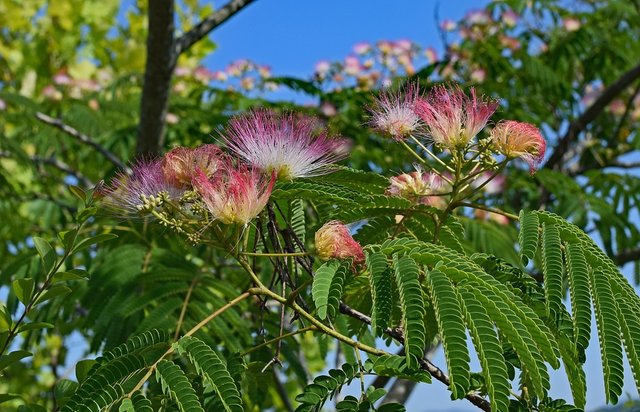 redmimosa2848394_960_720.jpg