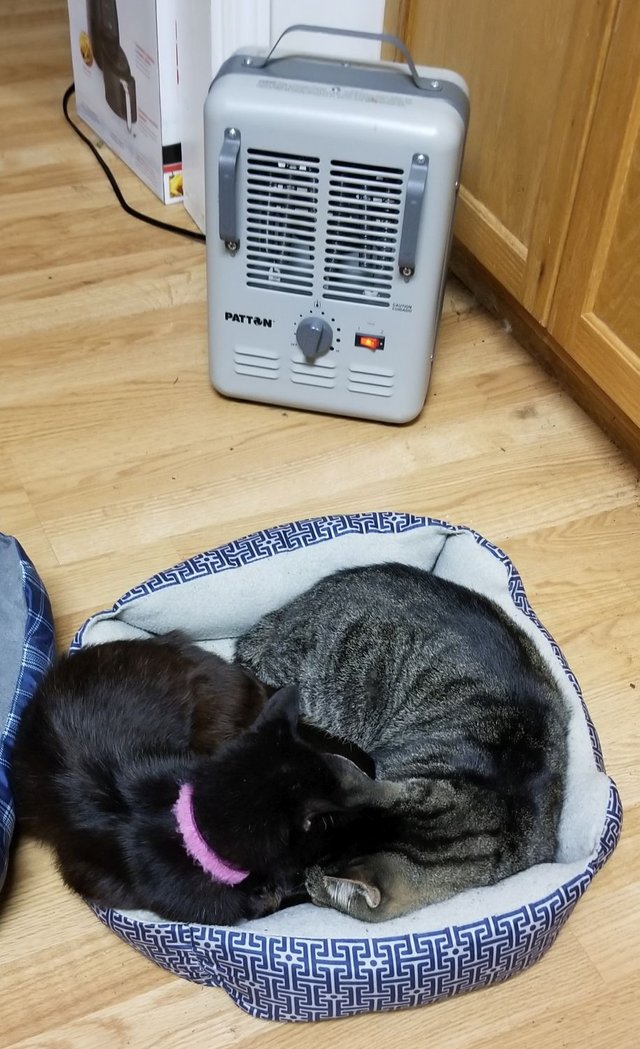 20191109_235724  Musica and Bear in Kitty bed near heater.jpg