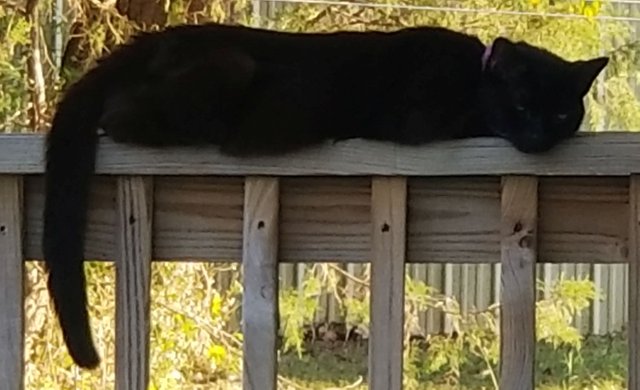 20191002_165715  Bear boy on the back porch railing.jpg