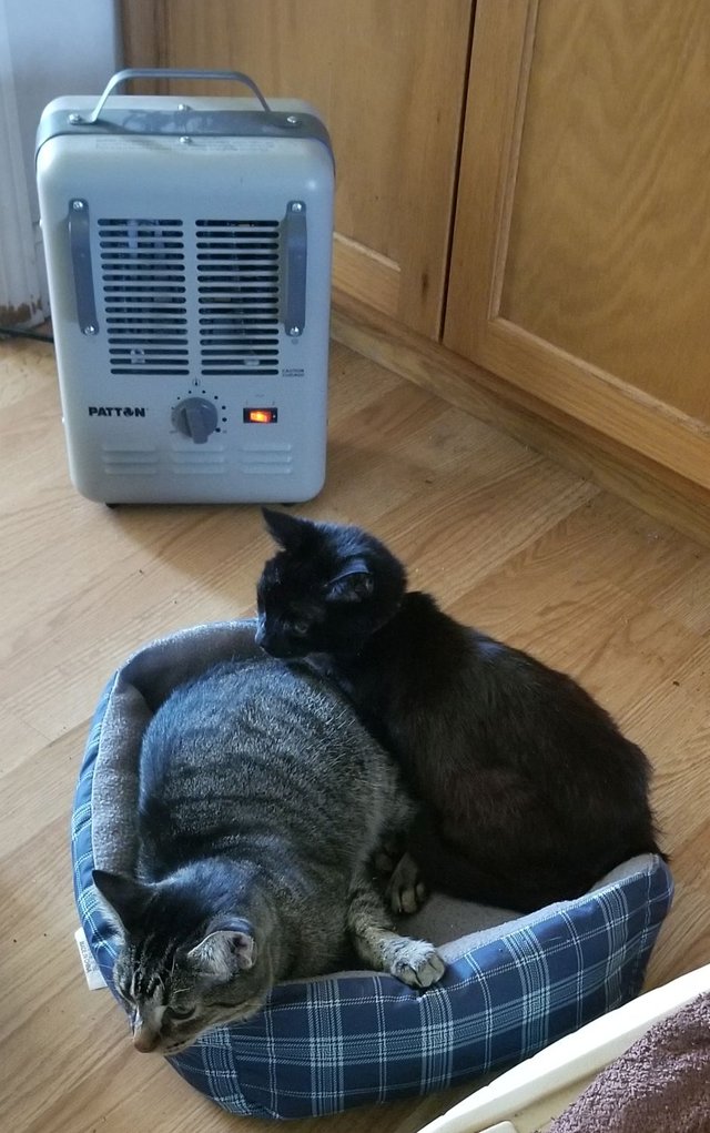 20191108_134910  Musica and Bear in Kitty bed near heater.jpg