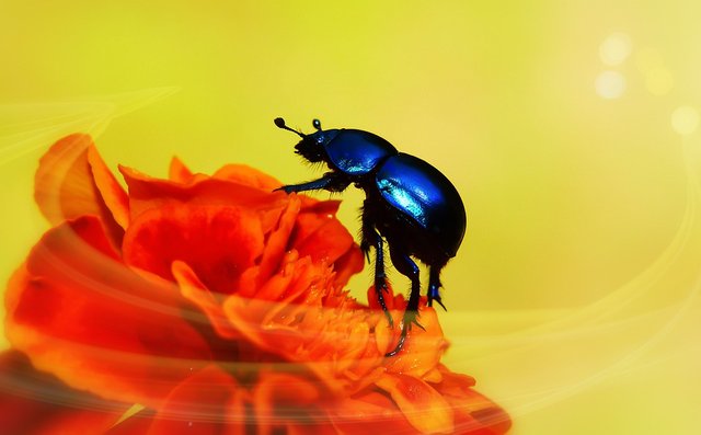 forestbeetle4371190_960_720.jpg