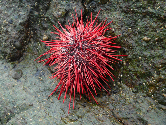 Red Sea Urchin