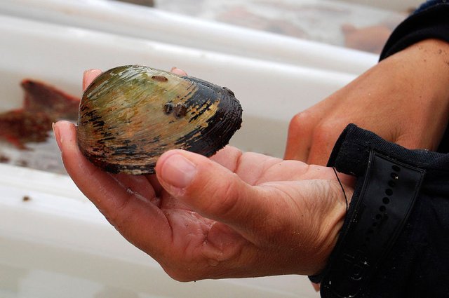 Ocean Quahog