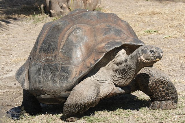 Galapagos Giant Tortoise