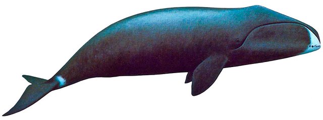 Bowhead Whale