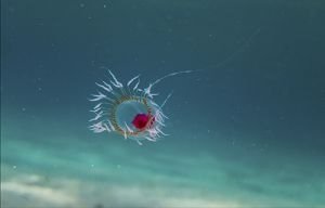 Turritopsis Dohrnii-Immortal Jellyfish