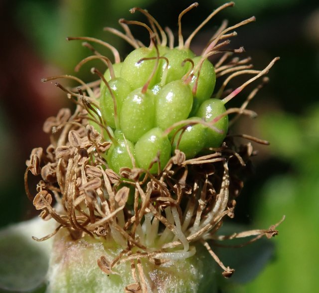 dewberry_closeup.jpg