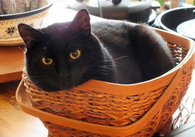 CC0141Basketcat.jpg