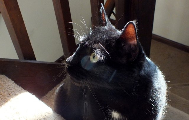 CC0220CatWithOrb.jpg