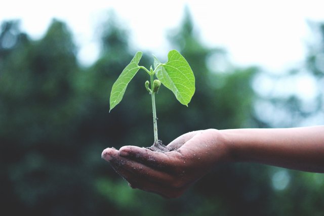 personholdingagreenplant1072824.jpg