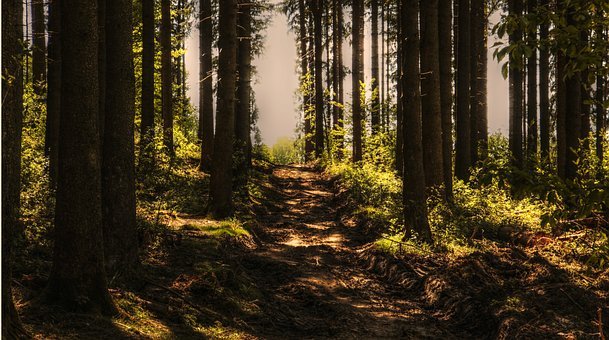 trees3410846__340.jpg