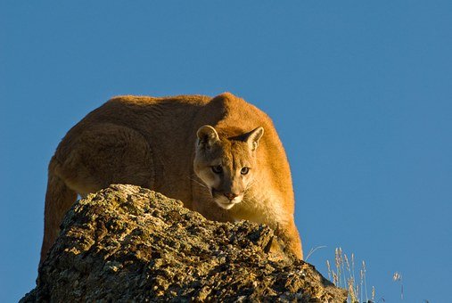 puma427276__340.jpg