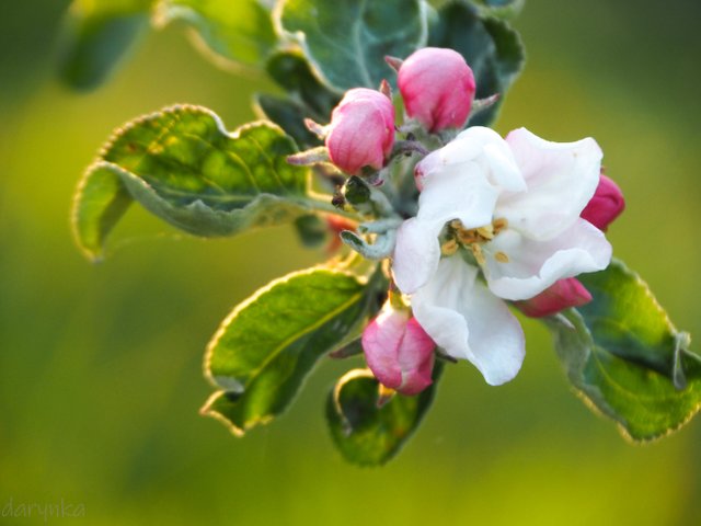 яблуневий цвіт 3.jpg