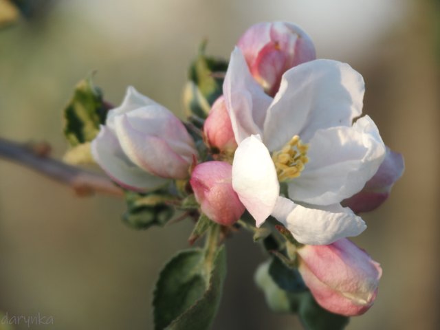 яблуневий цвіт 1.jpg