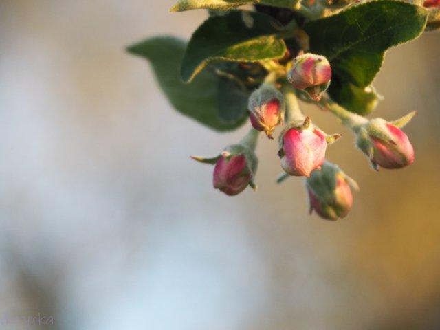 яблуневий цвіт 2.jpg