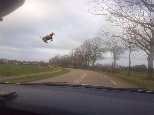 Flying cow.jpg