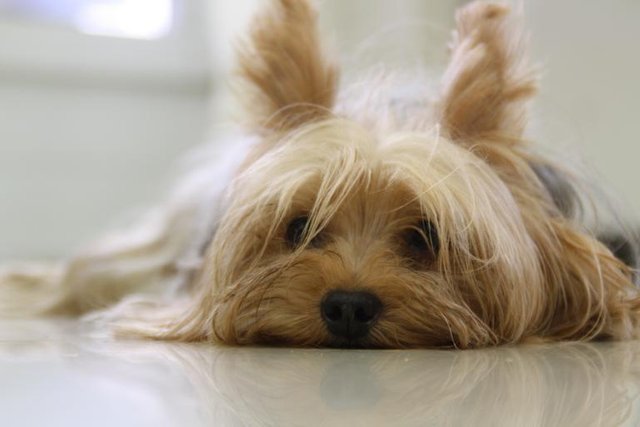 1yorkshire_terrier_171701_640.jpg