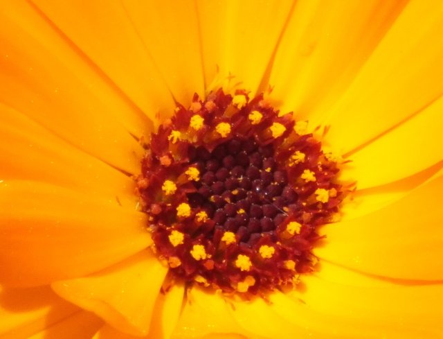 0648Calendula.jpg