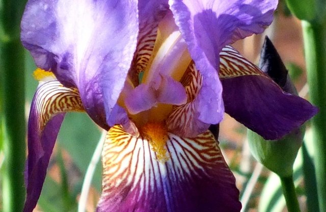 0908Irises.jpg