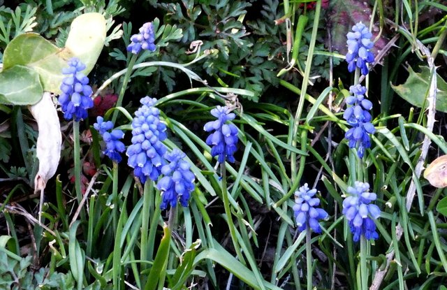 0953GrapeHyacinth.jpg