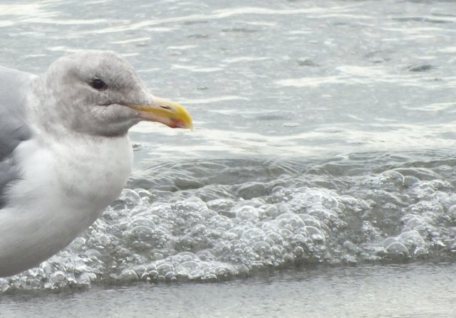 0818Gull.jpg