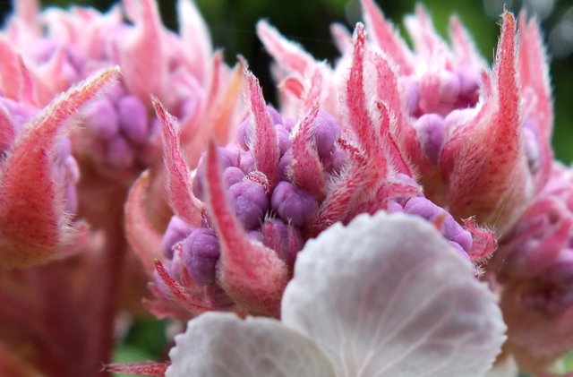 0839Hydrangea.jpg