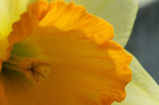 1020Daffodil.jpg