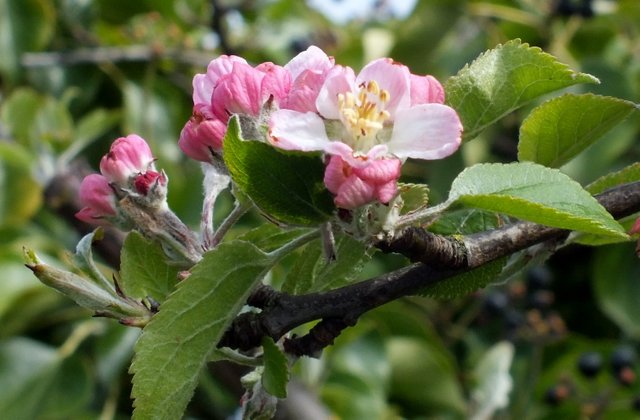 1068AppleBlossoms.jpg