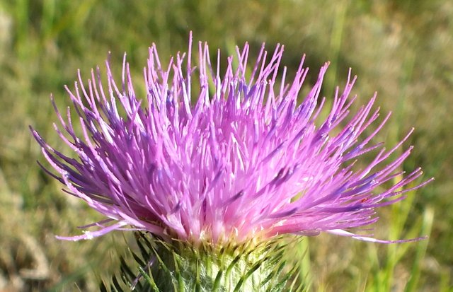 0877Thistle.jpg