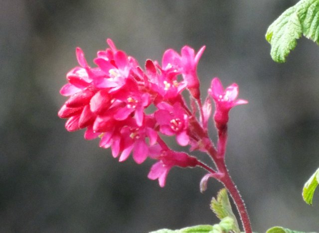 0624Salmonberry.jpg