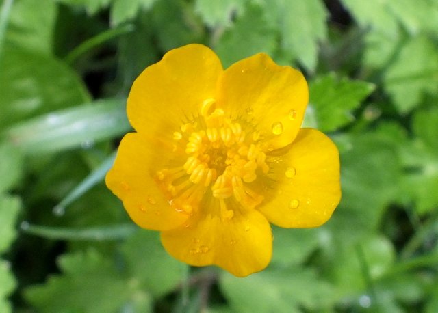 0627Buttercup.jpg