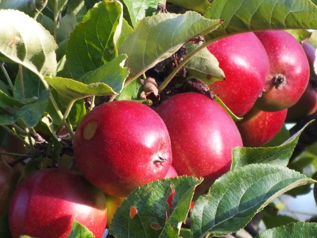 1066Apples.jpg