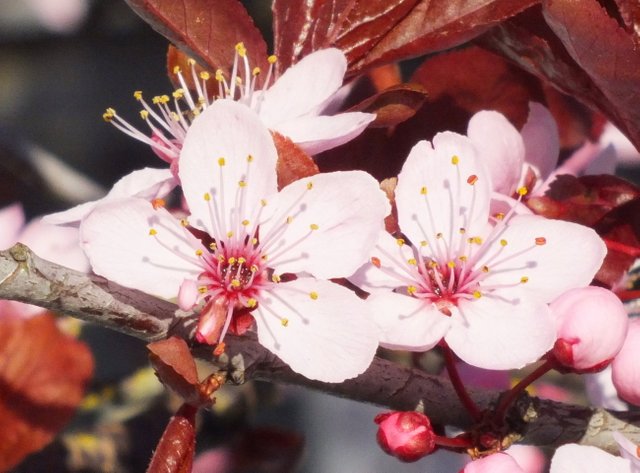 0560CherryBlossoms.jpg