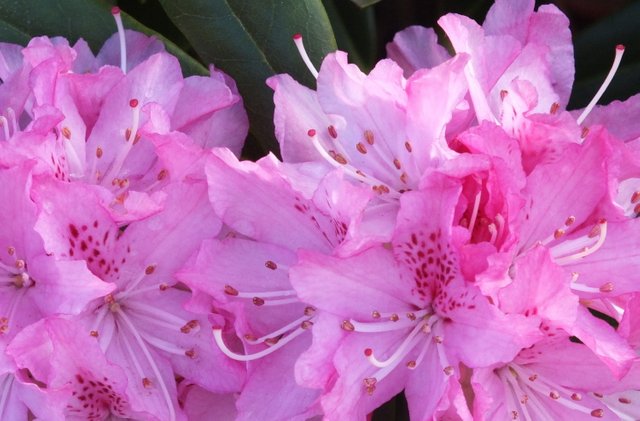 0976Rhodies.jpg