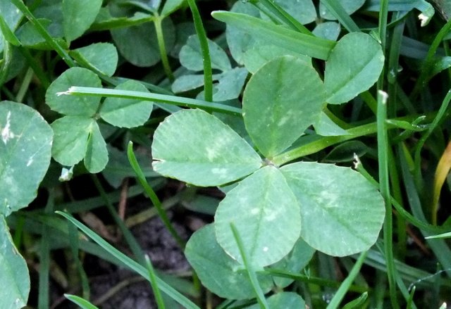 1057Clovers.jpg