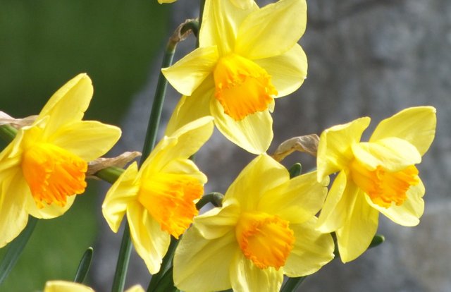 0570Narcissus.jpg