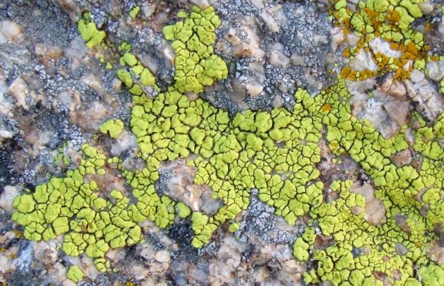 0876DesertLichen.jpg