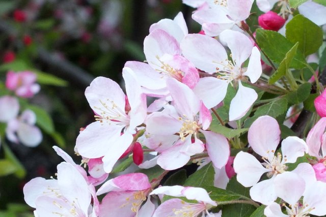 1008PlumBlossoms.jpg