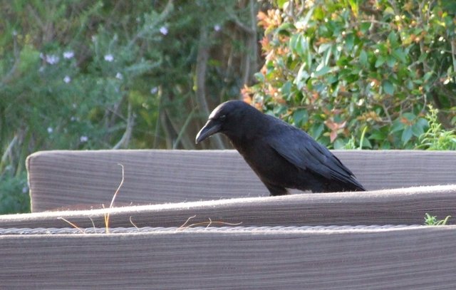 0816Crow.jpg